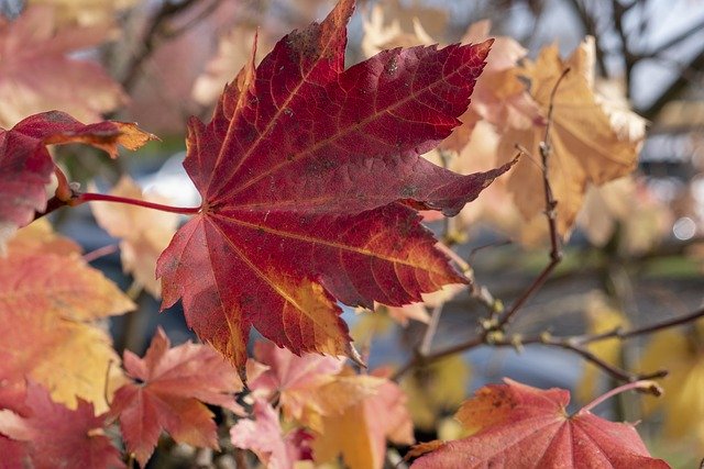 Free download Leaf Leaves Fall free photo template to be edited with GIMP online image editor