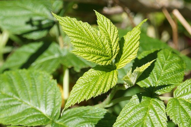 Free download Leaf Leaves Green Close -  free photo or picture to be edited with GIMP online image editor