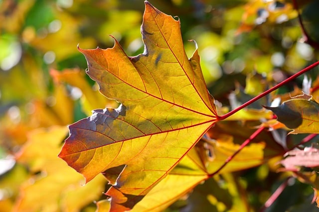 Free download leaf leaves leaf veins nature free picture to be edited with GIMP free online image editor