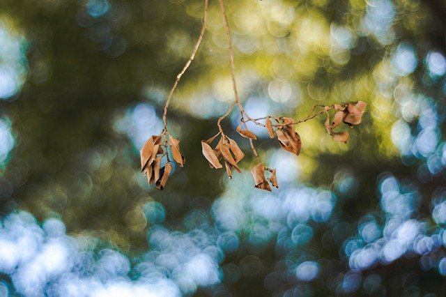 Безкоштовно завантажте Leaf Leaves Nature - безкоштовне фото або зображення для редагування за допомогою онлайн-редактора зображень GIMP