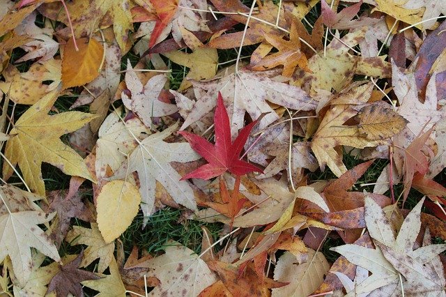 ດາວໂຫຼດຟຣີ Leaf Leaves Red - ຮູບພາບຫຼືຮູບພາບທີ່ບໍ່ເສຍຄ່າເພື່ອແກ້ໄຂດ້ວຍຕົວແກ້ໄຂຮູບພາບອອນໄລນ໌ GIMP