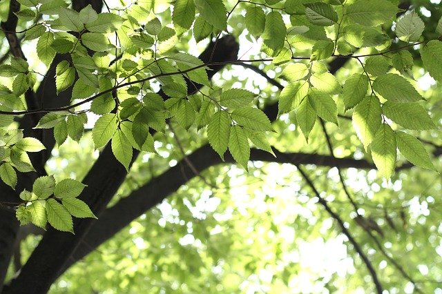 Free download Leaf Leaves Tree -  free photo or picture to be edited with GIMP online image editor