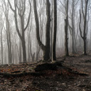leafless forest  screen for extension Chrome web store in OffiDocs Chromium