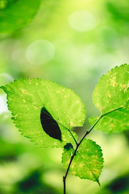 Free download Leaf Light Natural -  free photo or picture to be edited with GIMP online image editor