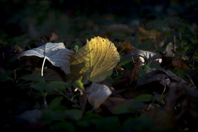 Free download Leaf Light Nature -  free photo or picture to be edited with GIMP online image editor