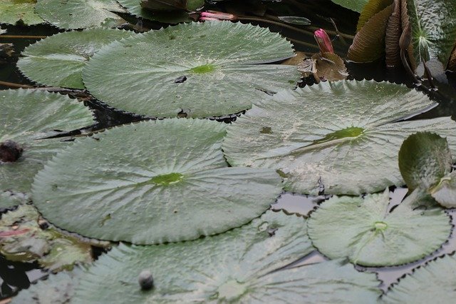 Libreng pag-download ng Leaf Lotus Pond - libreng larawan o larawan na ie-edit gamit ang GIMP online na editor ng imahe