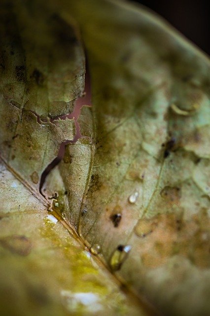 Unduh gratis Leaf Macro Nature - foto atau gambar gratis untuk diedit dengan editor gambar online GIMP