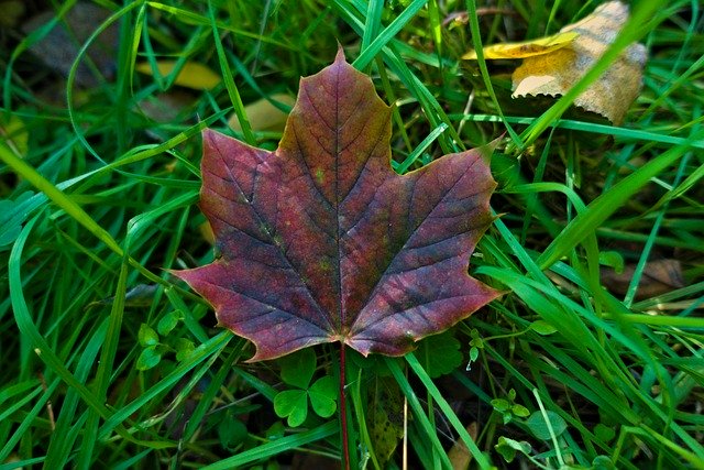 Free picture Leaf Maple Fall -  to be edited by GIMP free image editor by OffiDocs