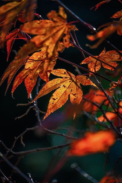 Free download leaf maple fall branch tree plant free picture to be edited with GIMP free online image editor