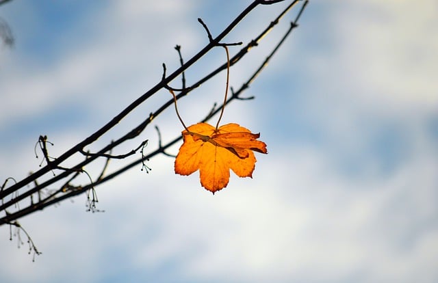 Free graphic leaf maple leaf autumn leaf fall to be edited by GIMP free image editor by OffiDocs
