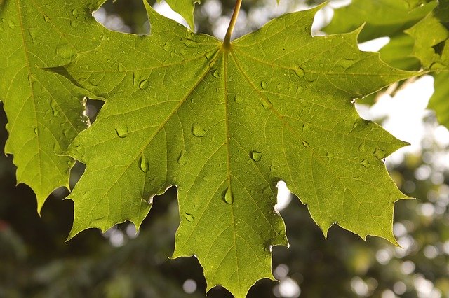 Free download Leaf Maple Wet -  free photo or picture to be edited with GIMP online image editor