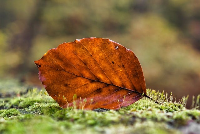 Free download leaf moss autumnal fall nature free picture to be edited with GIMP free online image editor