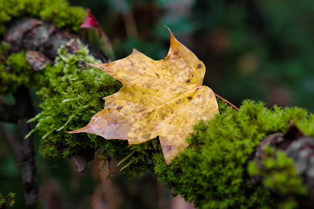 Free download leaf moss tree fall autumn leaves free picture to be edited with GIMP free online image editor