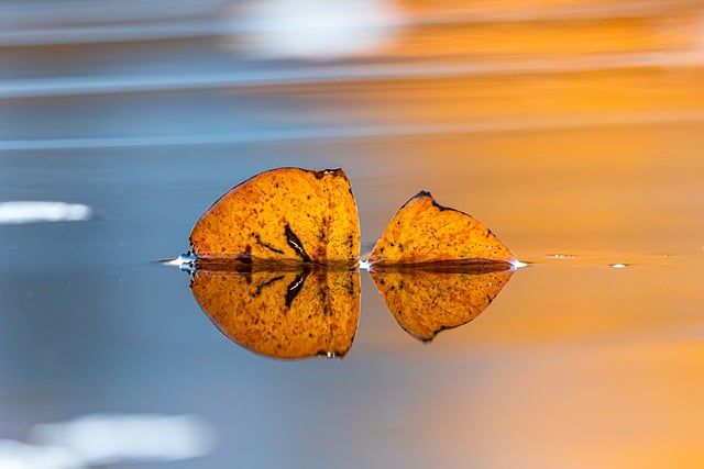 Free download leaf nature autumn water free picture to be edited with GIMP free online image editor