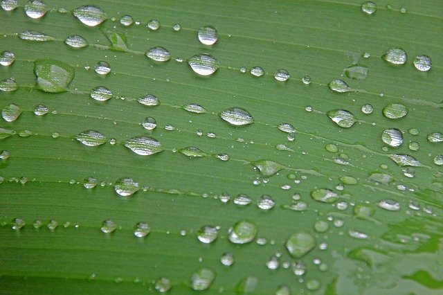 Free download Leaf Nature Background -  free photo or picture to be edited with GIMP online image editor