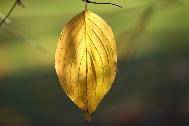 Free download leaf nature fall season yellow free picture to be edited with GIMP free online image editor