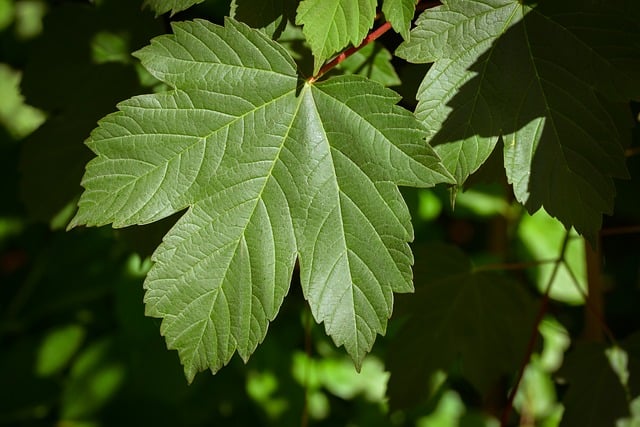 Free download leaf nature green close up macro free picture to be edited with GIMP free online image editor