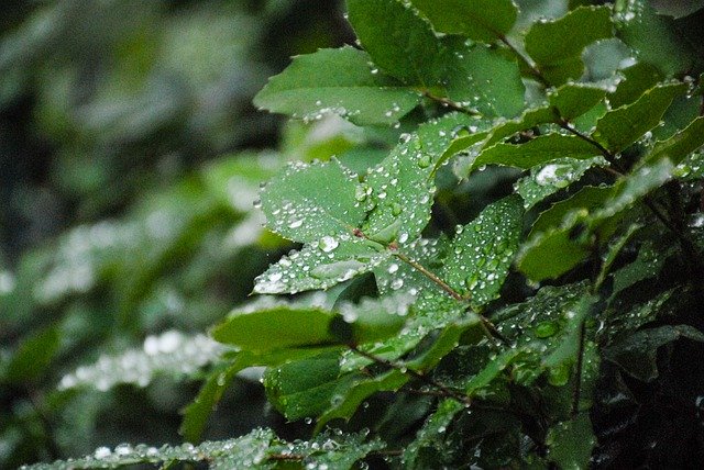 Descărcare gratuită Leaf Nature Leaves - fotografie sau imagini gratuite pentru a fi editate cu editorul de imagini online GIMP