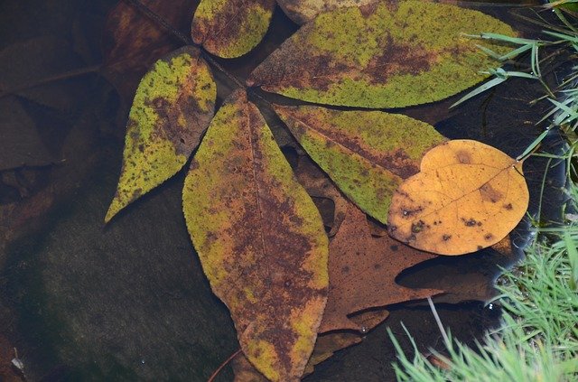 免费下载叶子自然植物免费照片模板，使用 GIMP 在线图像编辑器进行编辑