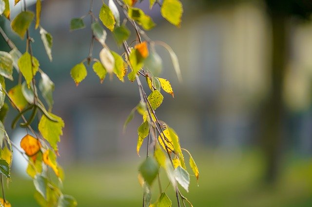 Безкоштовно завантажте Leaf Nature Tree - безкоштовну фотографію або зображення для редагування за допомогою онлайн-редактора зображень GIMP