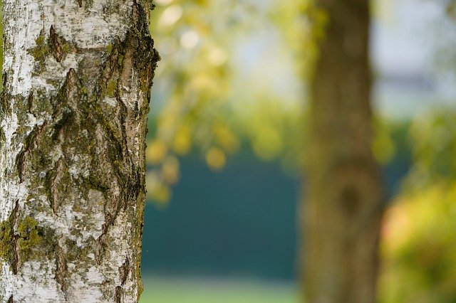 Free download leaf nature tree outdoors bright free picture to be edited with GIMP free online image editor