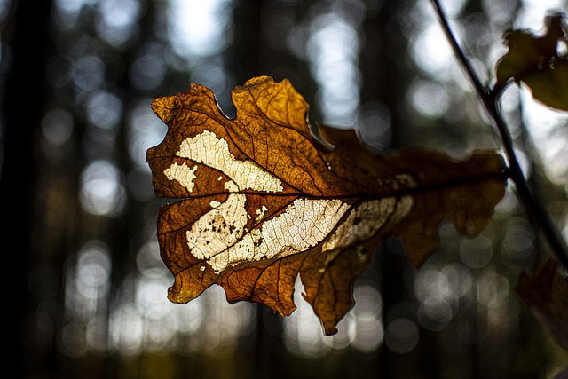 Free download leaf oak fall autumn dried faded free picture to be edited with GIMP free online image editor