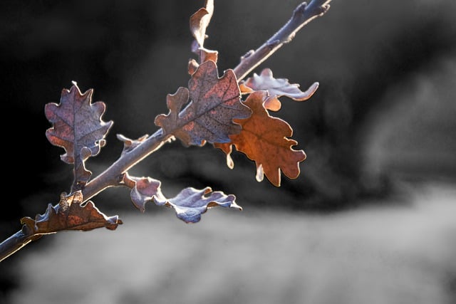 Free download leaf oak tree winter dried dry free picture to be edited with GIMP free online image editor