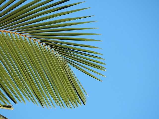 Téléchargement gratuit de Feuille de palmier de palme - photo ou image gratuite à éditer avec l'éditeur d'images en ligne GIMP