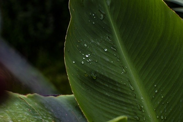 Free download Leaf Plant Natural -  free photo or picture to be edited with GIMP online image editor