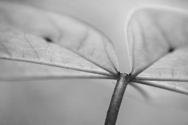 Free download leaf plant stem nature flora free picture to be edited with GIMP free online image editor