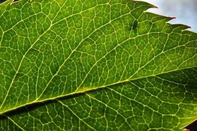 Descărcare gratuită Leaf Plant Texture - fotografie sau imagini gratuite pentru a fi editate cu editorul de imagini online GIMP
