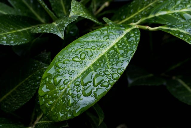 जीआईएमपी मुफ्त ऑनलाइन छवि संपादक के साथ संपादित करने के लिए मुफ्त डाउनलोड पत्ती, पौधे की नसें, हरी बूंदें वाली मुफ्त तस्वीर