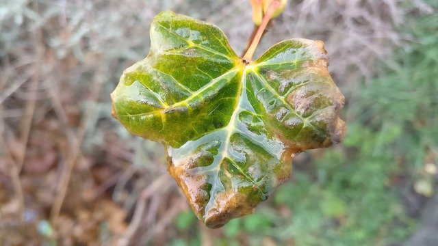 Téléchargement gratuit de Leaf Rain Autumn - photo ou image gratuite à éditer avec l'éditeur d'images en ligne GIMP