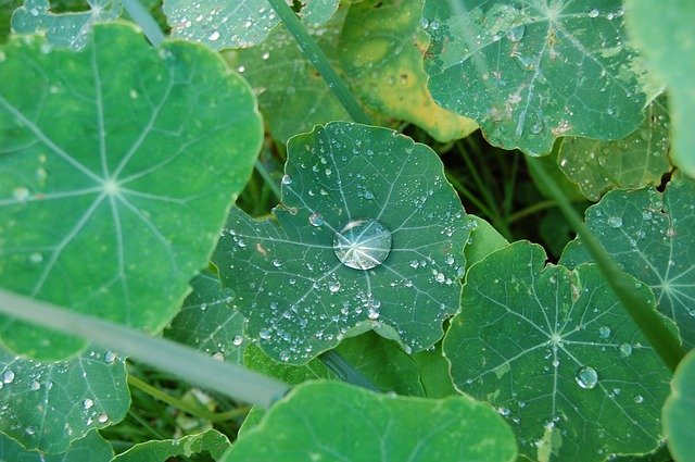 Free picture Leaf Rain Dew -  to be edited by GIMP free image editor by OffiDocs