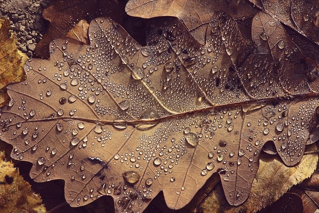 Free download leaf raindrop wet autumn free picture to be edited with GIMP free online image editor