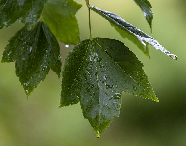 Descarga gratuita Leaf Rain Nature: foto o imagen gratuita para editar con el editor de imágenes en línea GIMP