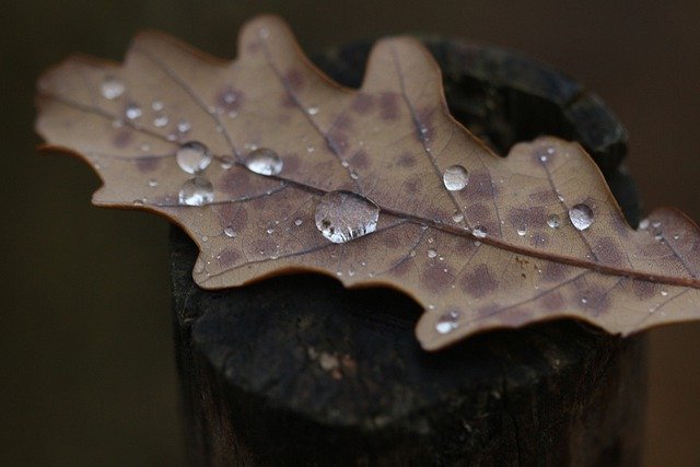 Free download leaf rain nature wood oak leaf free picture to be edited with GIMP free online image editor