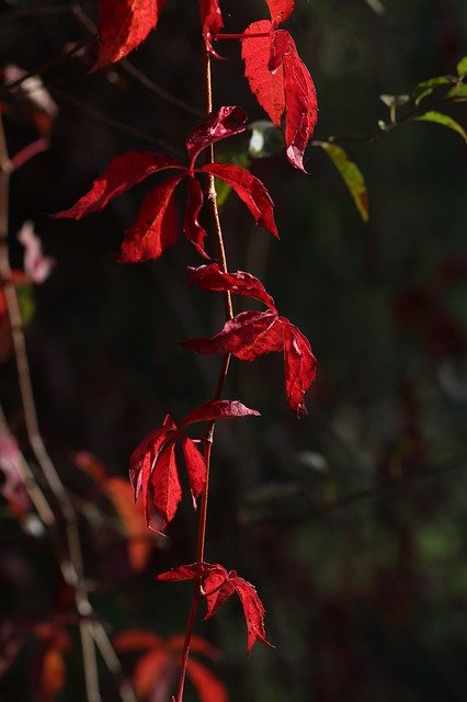 Free download Leaf Red Autumn -  free photo or picture to be edited with GIMP online image editor