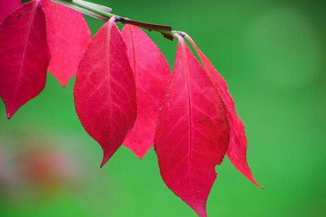 Free download Leaf Red Leaves -  free photo or picture to be edited with GIMP online image editor