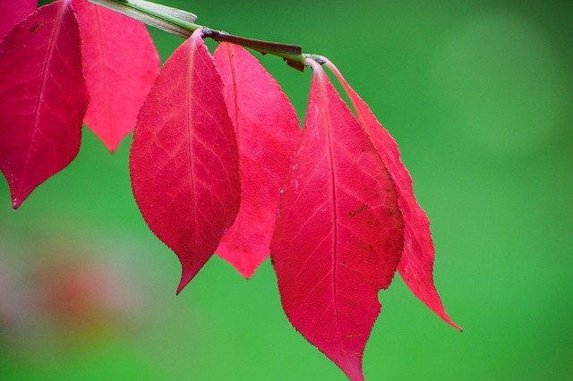 Gratis download Leaf Red Leaves - gratis foto of afbeelding om te bewerken met GIMP online afbeeldingseditor