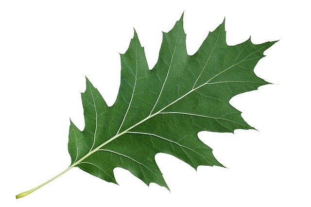 Free download Leaf Red Oak Nature -  free photo or picture to be edited with GIMP online image editor