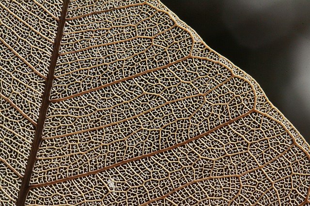 Unduh gratis Leaf Ribs Macro - foto atau gambar gratis untuk diedit dengan editor gambar online GIMP