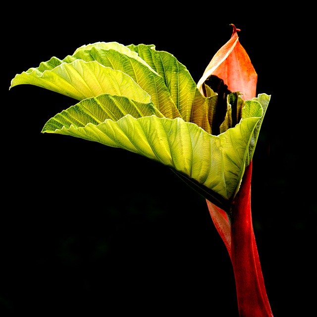 Скачать бесплатно Leaf Rung Nature - бесплатное фото или изображение для редактирования с помощью онлайн-редактора изображений GIMP