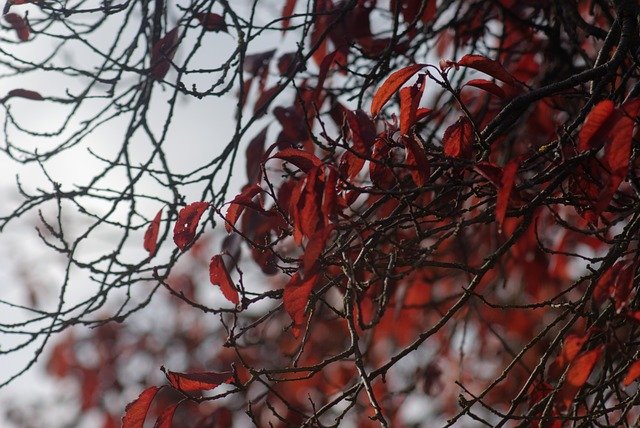 Téléchargement gratuit de Feuilles d'Automne Rouge - photo ou image gratuite à modifier avec l'éditeur d'images en ligne GIMP