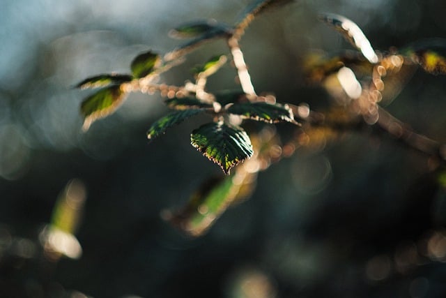 Free download leaf shrub tree branch green free picture to be edited with GIMP free online image editor