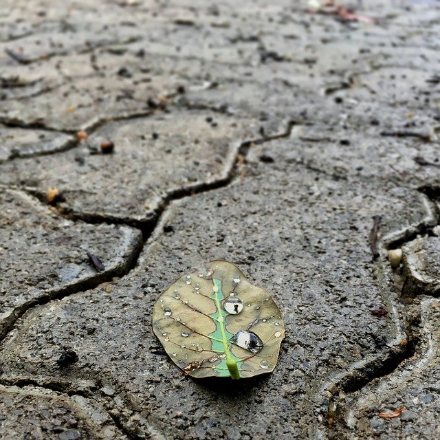 ดาวน์โหลดฟรี Leaf Sidewalk Parallelepiped - ภาพถ่ายหรือรูปภาพฟรีที่จะแก้ไขด้วยโปรแกรมแก้ไขรูปภาพออนไลน์ GIMP