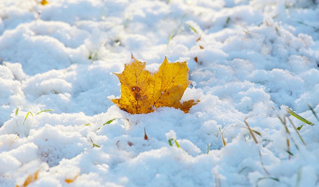 Free download leaf snow autumn free picture to be edited with GIMP free online image editor