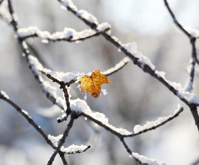 Free graphic leaf snow branches tree winter to be edited by GIMP free image editor by OffiDocs