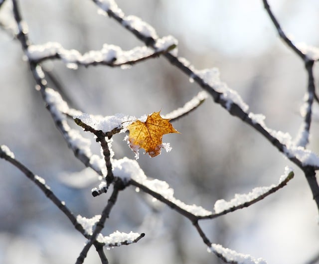 Free download leaf snow branches tree winter free picture to be edited with GIMP free online image editor