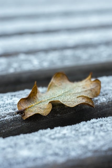 Free download leaf snow leaves autumn leaves free picture to be edited with GIMP free online image editor